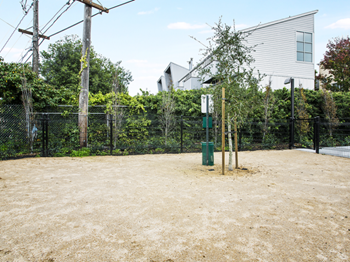 Dog run 